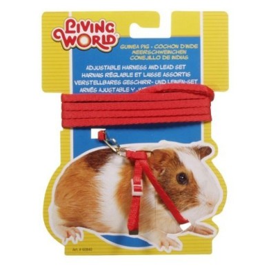 Harness + Cobaya vermelha Cinto de cinto